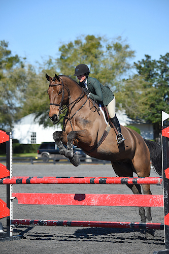 Canterbury Farm Kicks Off 2016 Show Season with Top Ribbons in Florida, Feature In The Plaid Horse