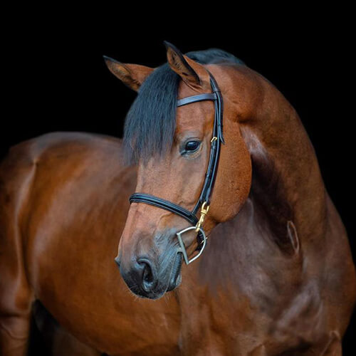 dutch warmblood mare for sale